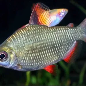 Bestpreis Rotflossen-Distichodus Distichodus Affinis