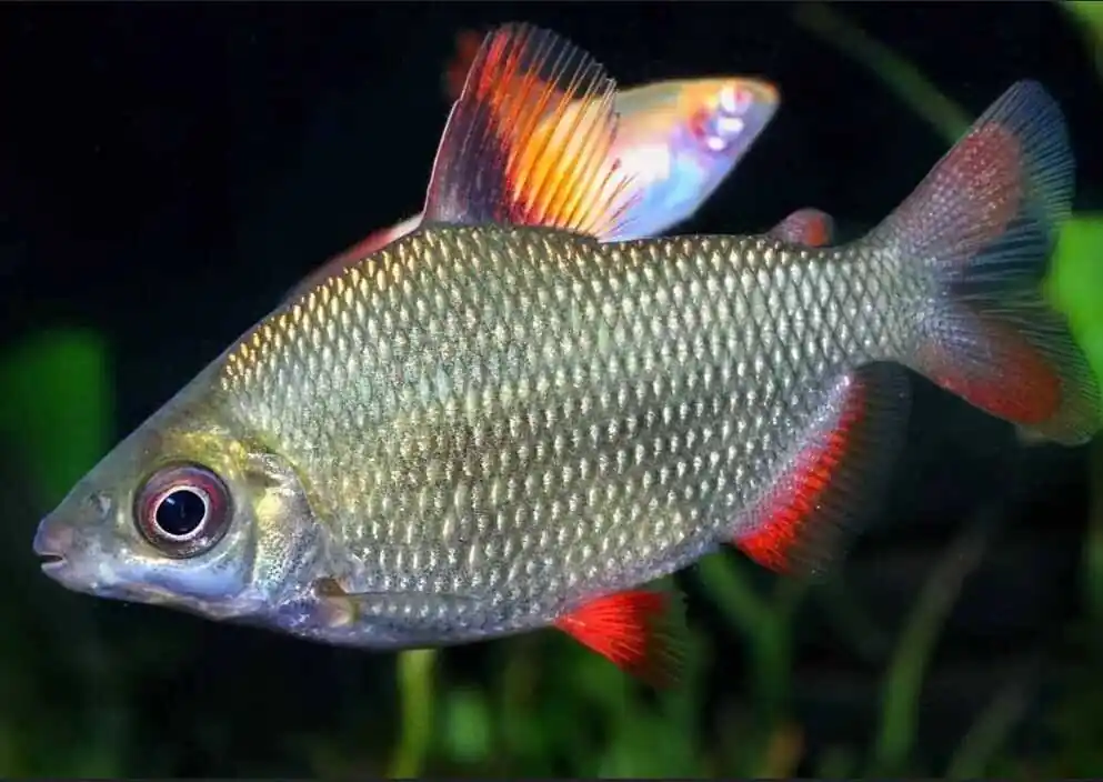 Bestpreis Rotflossen-Distichodus Distichodus Affinis