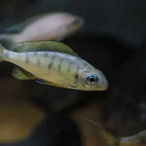 Begrenztes Angebot Nasenbuntbarsch Ophthalmotilapia nasuta