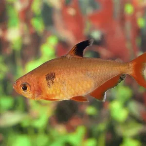Versand Am Gleichen Tag Minorsalmler Hyphessobrycon Minor