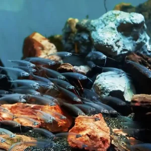 Günstig Indischer Glaswels Kryptopterus vitreolus bicirrhis