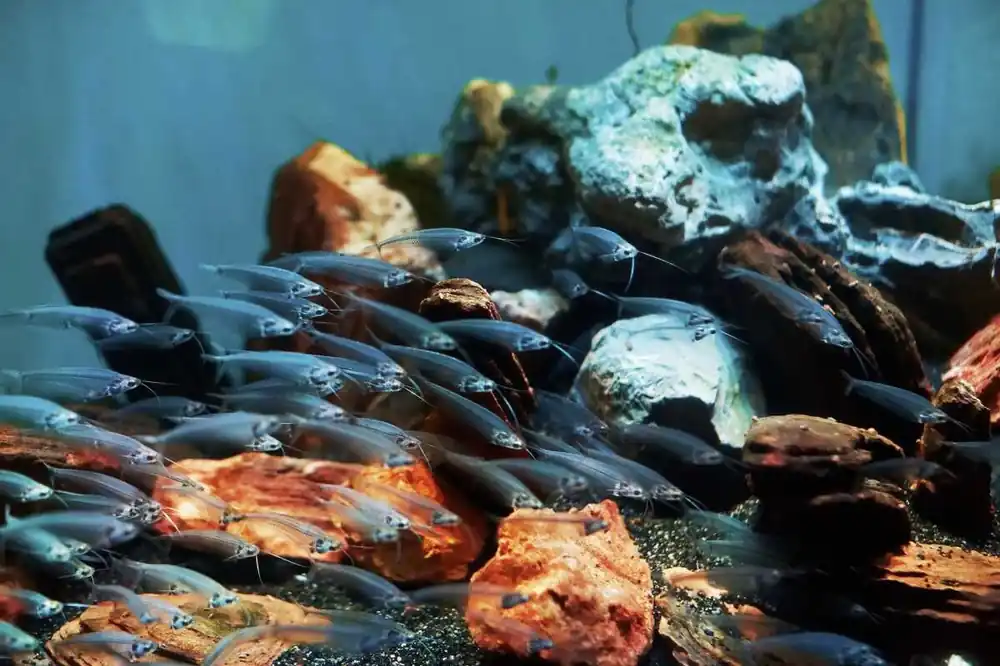 Günstig Indischer Glaswels Kryptopterus vitreolus bicirrhis