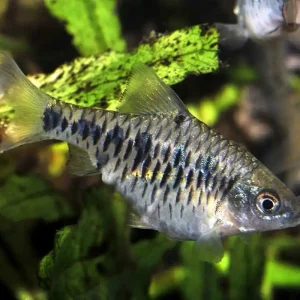 Schnäppchen Eilandbarbe Puntius Oliotius oligolepis