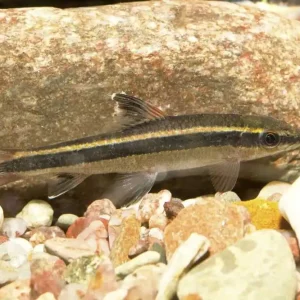 Schönflossige Rüsselbarbe Epalzeorhynchos kalopterus Must-Have