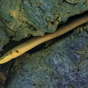 Angebot Flösselaal Erpetoichthys calabaricus