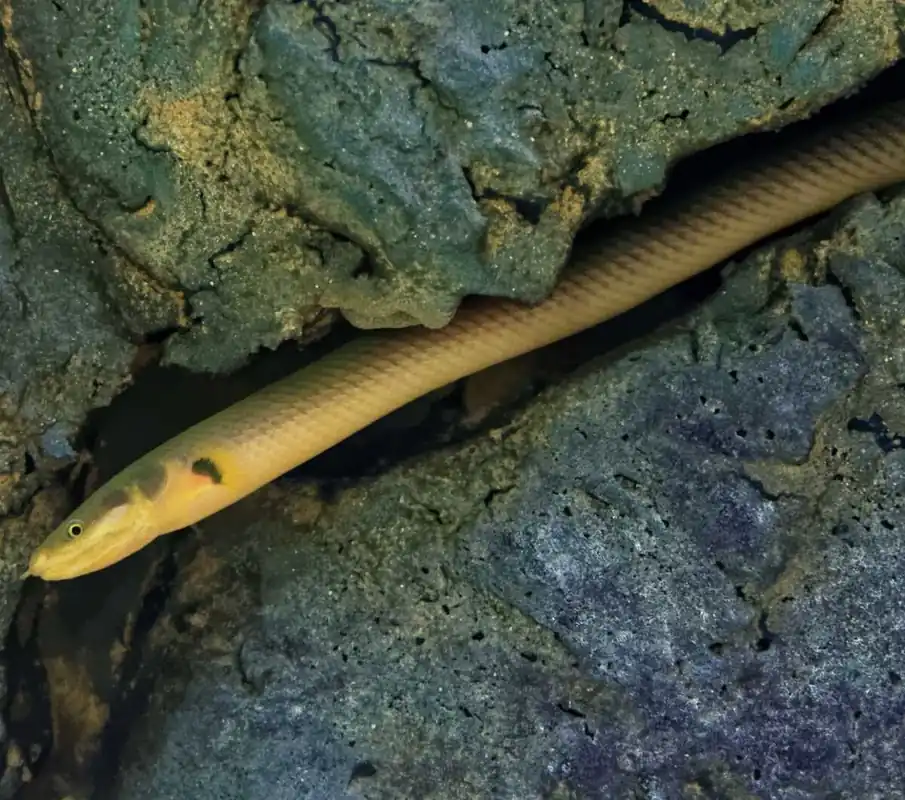 Angebot Flösselaal Erpetoichthys calabaricus