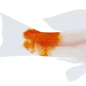 Schwertträger Kohaku Xiphophorus helleri Bestseller