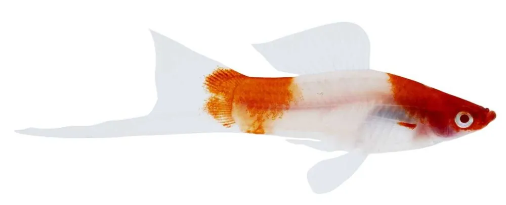 Schwertträger Kohaku Xiphophorus helleri Bestseller