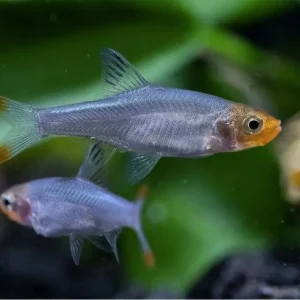 Burma Nacktlaube Sawbwa resplendens Beliebt