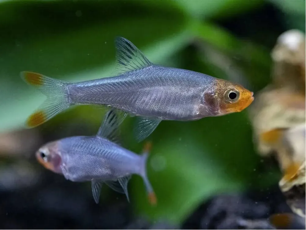 Burma Nacktlaube Sawbwa resplendens Beliebt