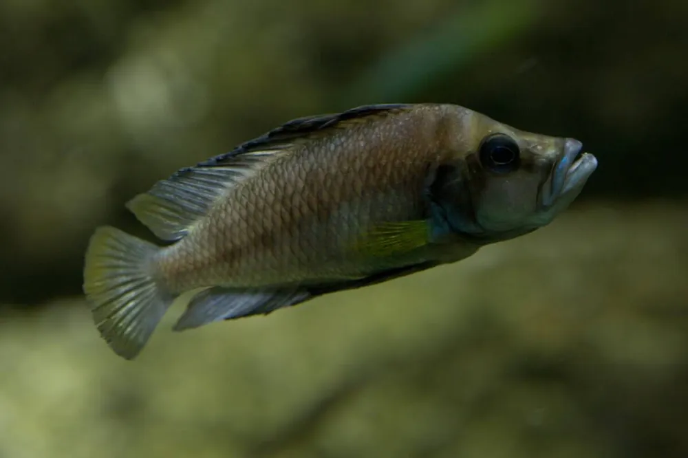 Nanderbuntbarsch Altolamprologus compressiceps Nur Heute
