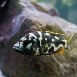 Top-Seller Schläfer Nimbochromis livingstonii