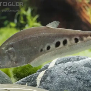 Sonderaktion Tausenddollarfisch Chitala chitala