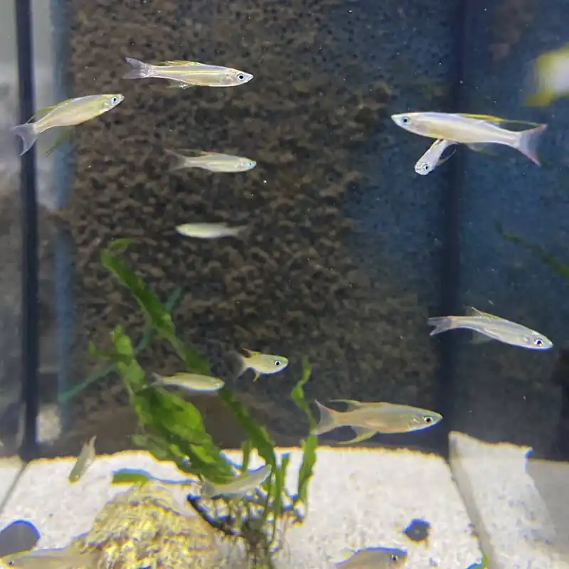 Filigran-Regenbogenfisch Iriatherina werneri Solange Der Vorrat Reicht