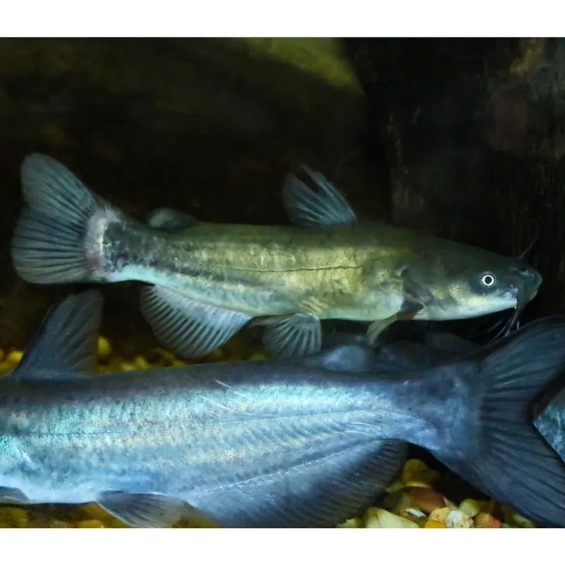 Mega-Angebot Katzenwels Ameiurus nebulosus