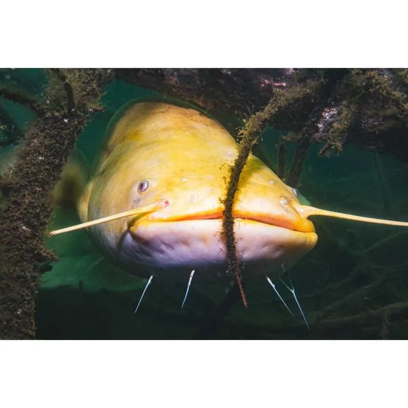 Waller albino Silurus glanis Nur Heute