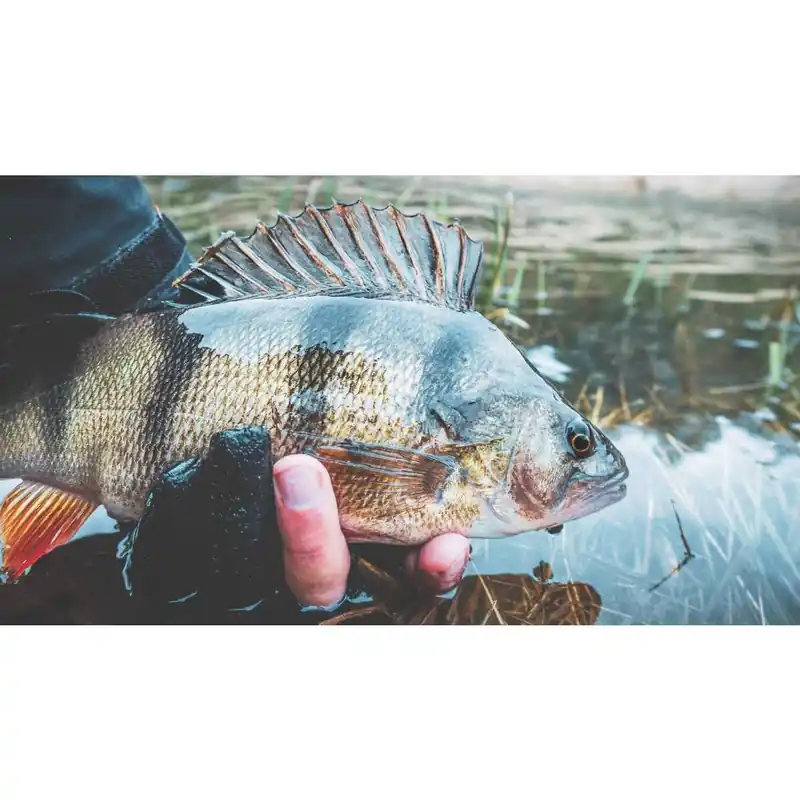 Expressversand Flussbarsch Perca fluviatilis