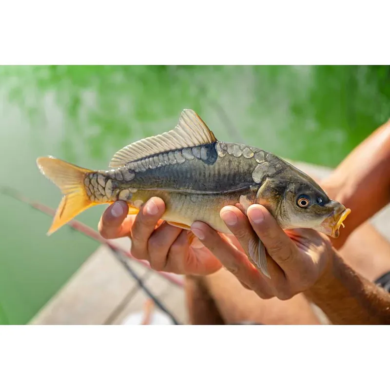 Spiegelkarpfen Cyprinus carpio Neu