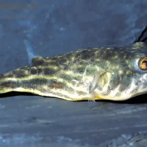 Top-Preis Nilkugelfisch Tetraodon fahaka