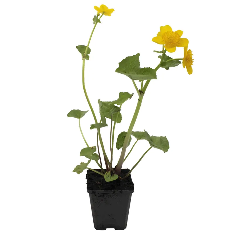 Sichere Zahlung Sumpfdotterblume Caltha palustris