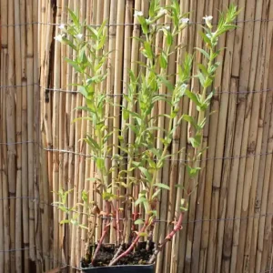 Wasserminze Mentha aquatica Sofort Bestellen
