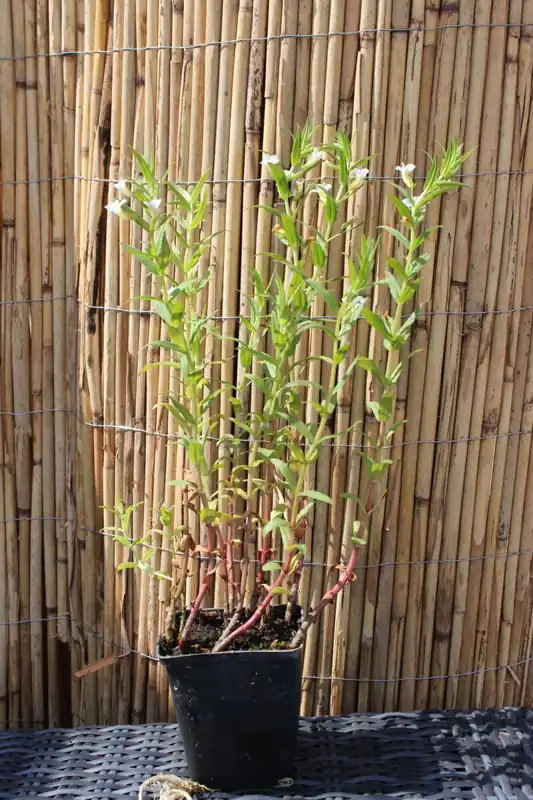 Wasserminze Mentha aquatica Sofort Bestellen