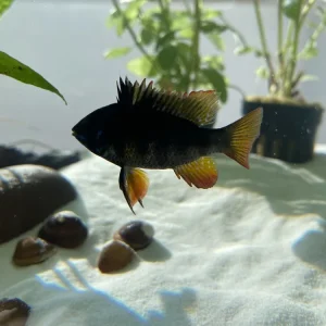 Direkt Vom Hersteller Schmetterlingsbuntbarsch Black Microgeophagus ramirezi