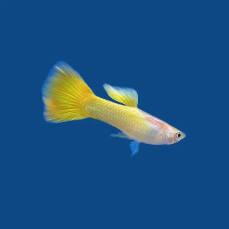 Guppy gelbe Zitrone Poecilia reticulatus lemon Männchen Wochenendangebot