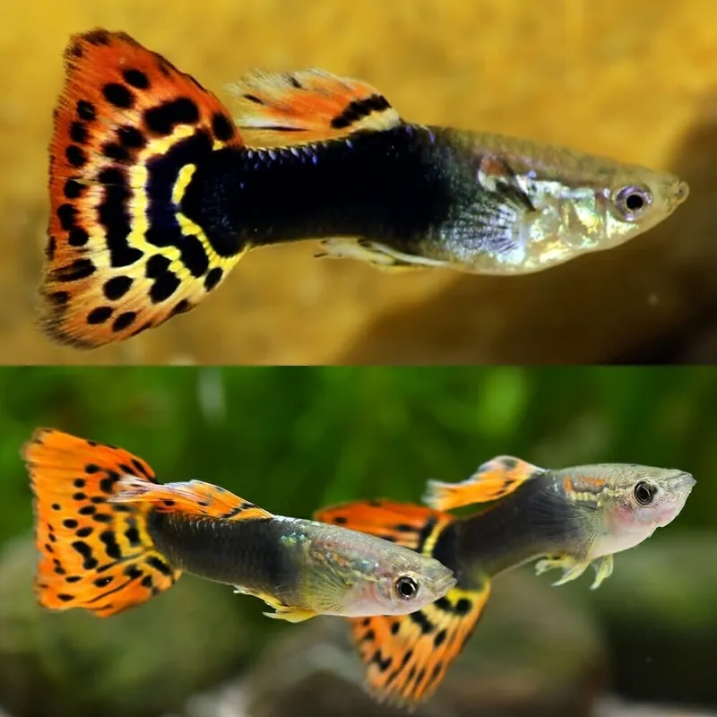 Guppy Dragon Tuxedo Poecilia reticulatus Männchen Preis Gesenkt
