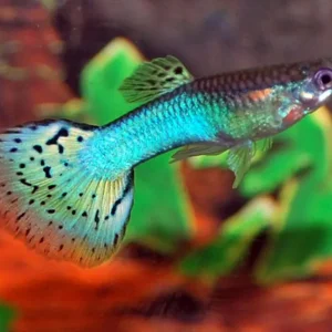 Guppy Blue Glass Poecilia reticulatus Männchen Preisreduziert