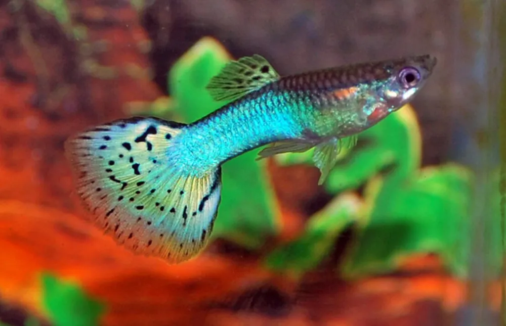 Guppy Blue Glass Poecilia reticulatus Männchen Preisreduziert