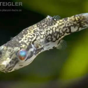 Heißes Angebot Kammkugelfisch Carinotetraodon lorteti