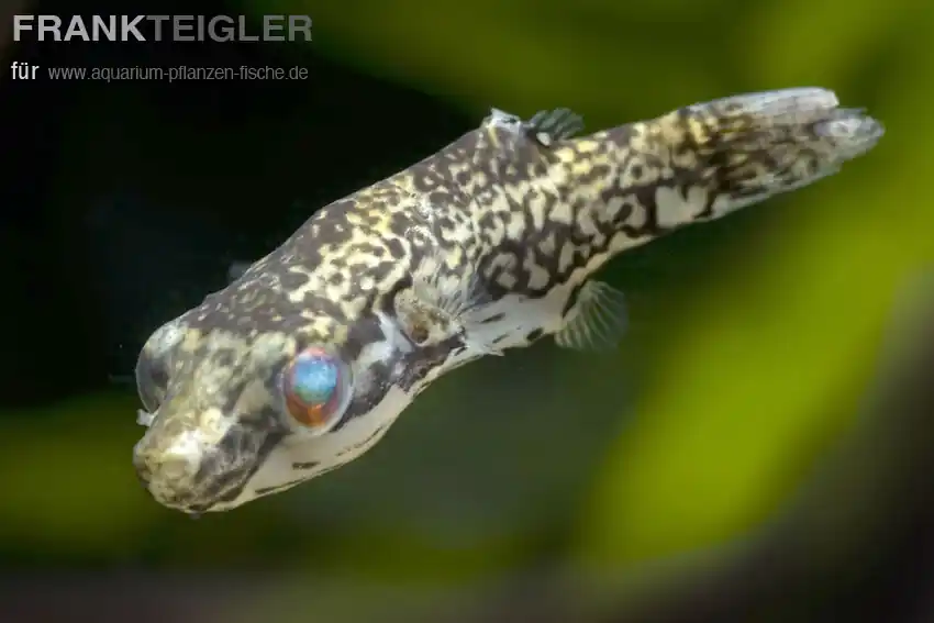Heißes Angebot Kammkugelfisch Carinotetraodon lorteti