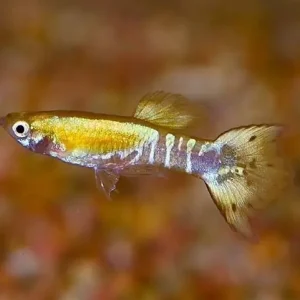 Sichere Zahlung Guppy tricolor Poecilia reticulata Männchen