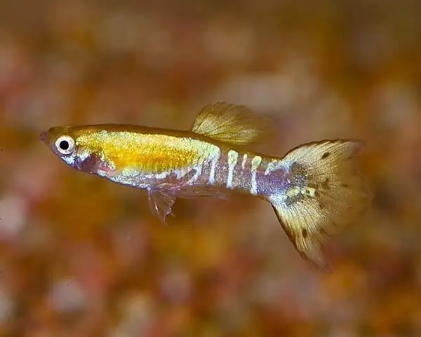 Sichere Zahlung Guppy tricolor Poecilia reticulata Männchen