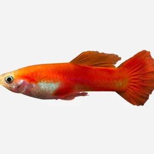 Versand Am Gleichen Tag Guppy red blond Poecilia reticulata Männchen