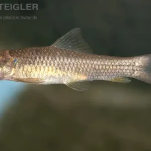 Wochenendangebot Super Algenfresser Garra hughi