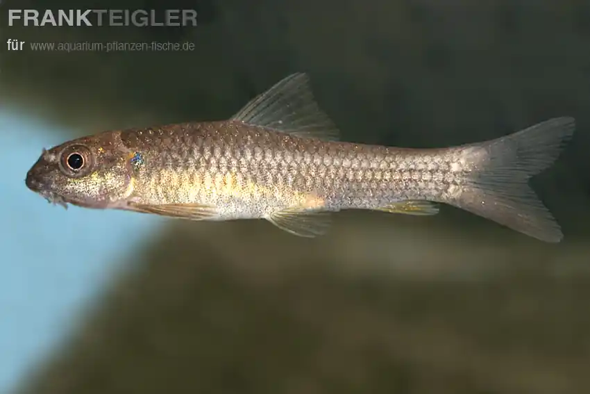 Wochenendangebot Super Algenfresser Garra hughi