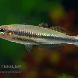 Markenprodukt Madagaskar Ährenfisch Bedotia geayi