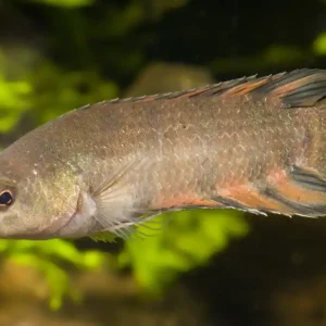 Bestpreis Oranger Buschfisch Microctenopoma ansorgii