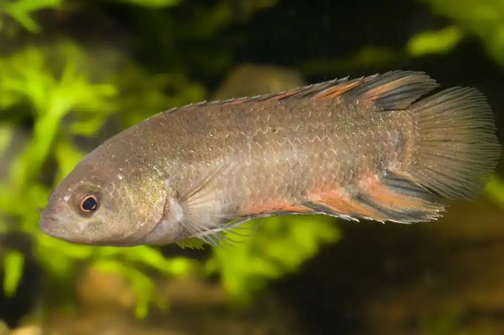 Bestpreis Oranger Buschfisch Microctenopoma ansorgii