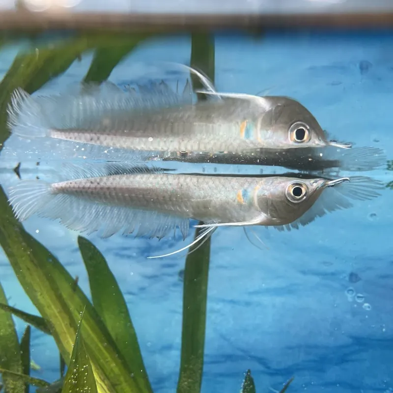 Arowana Silbergabelbart Osteoglossum bicirrhosum Online Kaufen