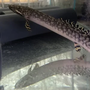 Preis Gesenkt Schmuck-Flösselhecht Polypterus ornatipinnis