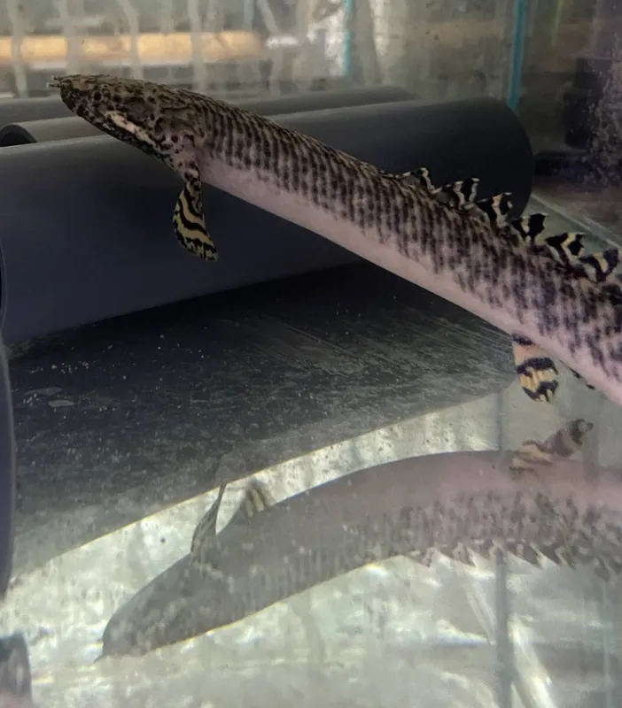 Preis Gesenkt Schmuck-Flösselhecht Polypterus ornatipinnis