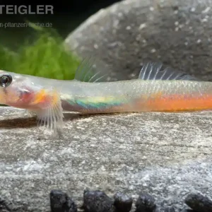Bestpreis Lippenstiftgrundel Sicyapus exallisquamulus