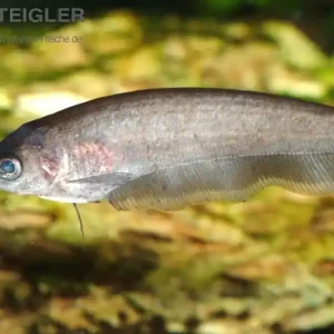 Garantierte Lieferung Afrikanischer Messerfisch Xenomystus nigri