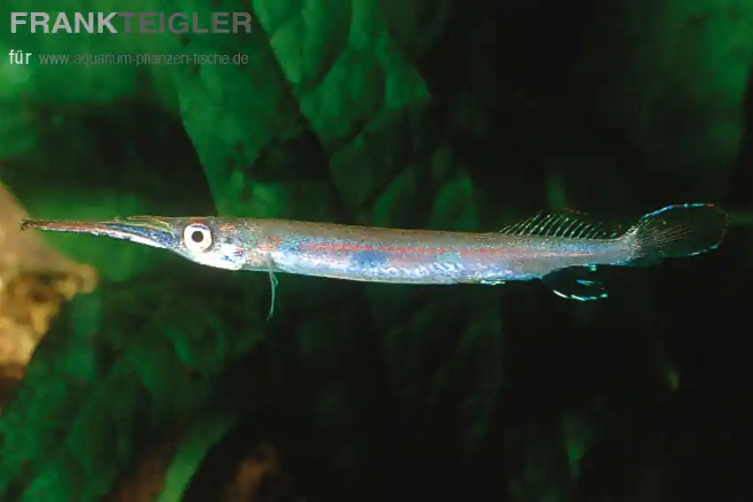 Zahnleister Halbschnäbler Hemirhamphodon pogonognatus Neuheit