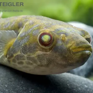 Versand Am Gleichen Tag Fangs Kugelfisch Pao leiurus