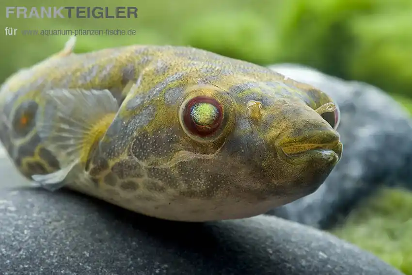 Versand Am Gleichen Tag Fangs Kugelfisch Pao leiurus