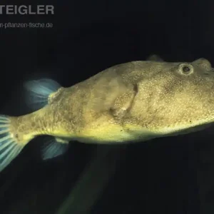 Brauner Kofferkugelfisch Tetraodon miurus Super-Preis